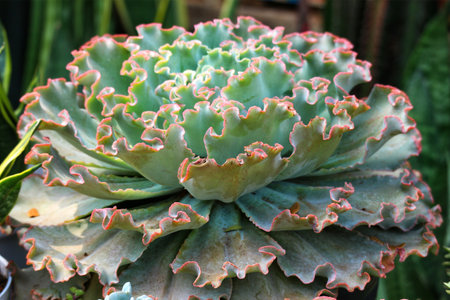 A captivating succulent, its teal rosettes unfurl in delicate, frilly layers, creating a serene and textural scene.  Soft lighting enhances the subtle beauty.の写真素材