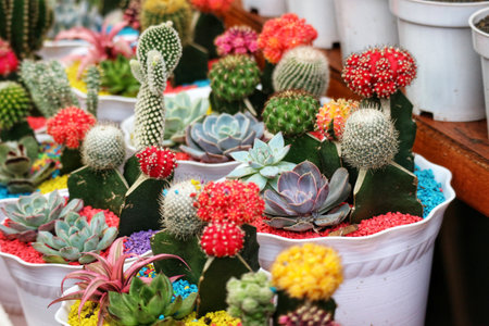 A captivating collection of colorful cacti and succulents bursts with life, nestled in vibrant, multicolored gravel.  The cheerful arrangement evokes a joyful, sunny mood.の写真素材