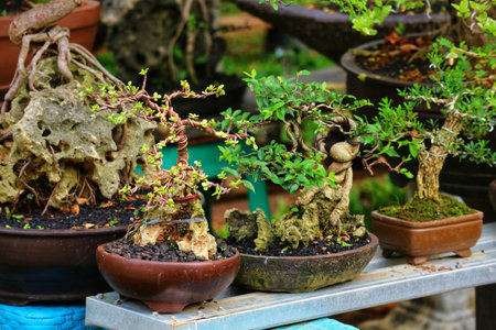 A tranquil scene unfolds with meticulously crafted bonsai trees, their tiny leaves and gnarled branches creating a captivating miniature landscape.  The earthy tones and lush greenery evoke a sense of calm and natural beauty.の写真素材
