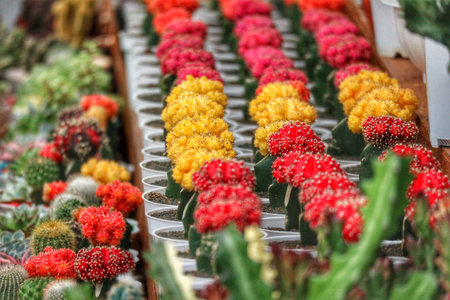 Rows of cheerful red and yellow cacti burst with color in a sunny market setting. Their tiny, densely packed blooms create a joyful, vibrant scene.の写真素材