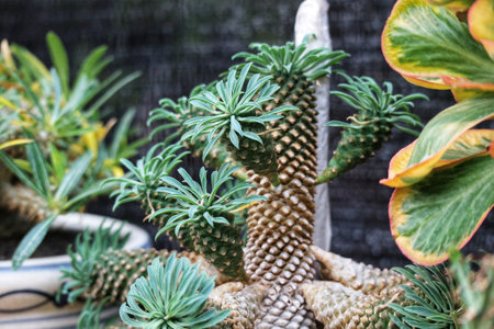 Behold this captivating cluster of Euphorbia Ingens succulents! Their vibrant green rosettes contrast beautifully with the warm, textured stems, creating a lush and striking scene.の写真素材
