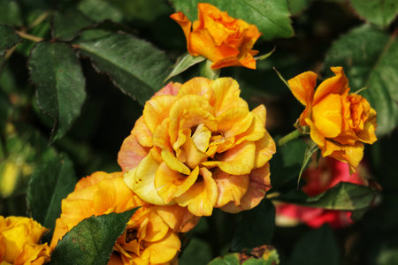Sun-kissed orange and yellow roses burst forth, their petals glowing with warmth. A lush, romantic garden scene.の写真素材