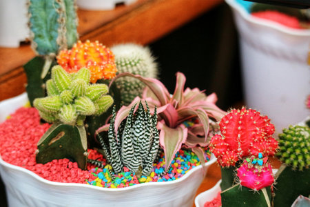 A charming collection of cacti and succulents bursts with color in a white pot.  Red, orange, green, and pink hues create a joyful, vibrant scene.の写真素材