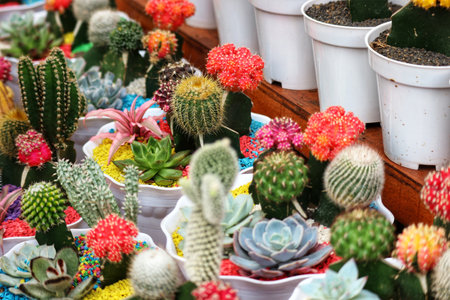 A delightful array of cacti and succulents in cheerful, colorful pots.  Their vibrant hues and varied textures create a lively, joyful scene.の写真素材