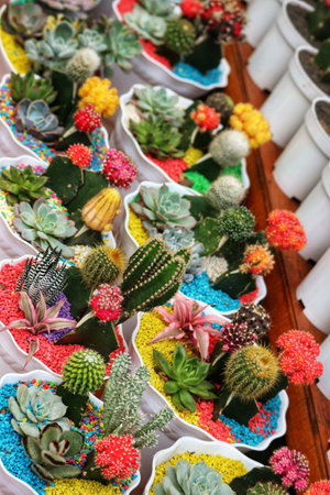 A delightful collection of cacti and succulents bursts with color in charming white pots.  The vibrant red, yellow, and pink accents create a cheerful and lively scene.の写真素材