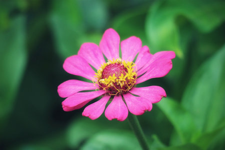 A single, vibrant pink zinnia captivates with its delicate petals and sunny yellow center.  The soft green background enhances its beauty, creating a peaceful and tranquil mood.の写真素材