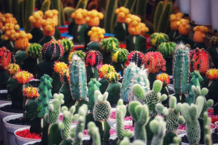 A captivating array of cacti in various colors and sizes, bursting with life and creating a cheerful, vibrant atmosphere.  Miniature pots add to the charming scene.の写真素材