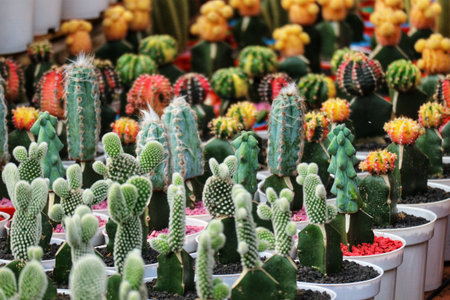 A captivating array of colorful cacti in white pots.  Their diverse shapes and textures create a lively, vibrant scene.の写真素材