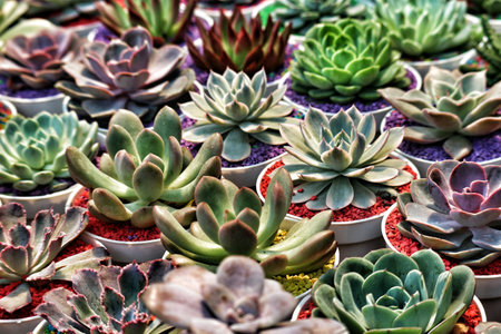 A captivating collection of succulents bursts with color!  Echeveria and Sempervivum in various shades thrive in small, brightly colored pots, creating a lively, vibrant scene.の写真素材