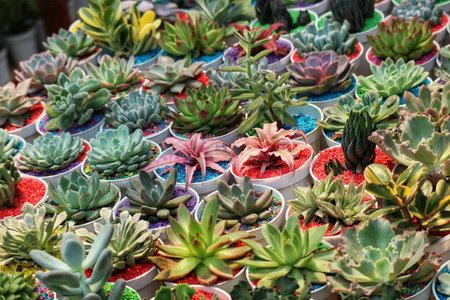 A captivating array of succulents in small white pots, each filled with colorful gravel. Their lush green hues and unique textures create a vibrant and joyful scene.の写真素材