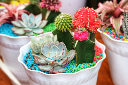 Eye-catching succulents and cacti burst with color in charming white pots, their vibrant hues enhanced by colorful decorative stones. A cheerful and lively scene!の写真素材
