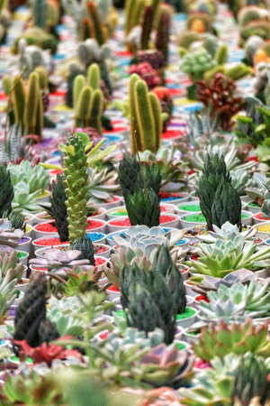A vibrant collection of succulents and cacti in colorful pots creates a captivating and enchanting scene. The diverse textures and hues paint a picture of natural beauty.の写真素材