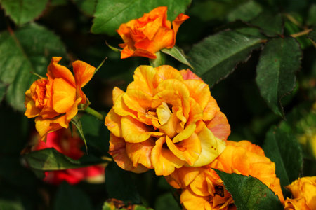 Golden hour sunlight bathes these gorgeous orange roses, their petals glowing with warmth.  A lush green backdrop enhances their vibrant beauty, creating a cheerful, summery scene.の写真素材