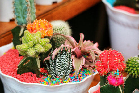 A delightful mix of cacti and succulents bursts with color in this charming pot.  The red, pink, and green hues create a joyful, lively mood.の写真素材