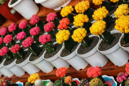 A cheerful display of colorful Gymnocalycium cacti in pristine white pots.  Their vibrant hues and uniform arrangement create a delightful, almost festive scene.の写真素材