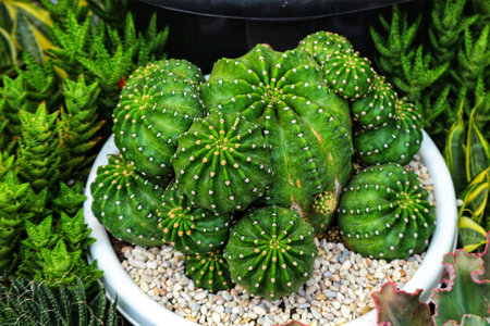 A captivating cluster of vibrant green cacti thrives in a pristine white pot, surrounded by lush succulents.  The scene evokes a serene and peaceful mood.の写真素材