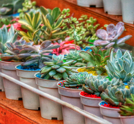 A delightful row of colorful succulents in small white pots, their lush textures and vibrant hues creating a charming and lively scene.の写真素材