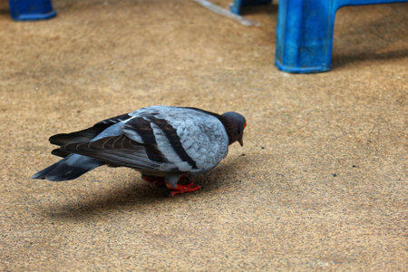 A lone pigeon, its grey and black plumage striking against the tan ground, calmly searches for food.  A peaceful, everyday moment.の写真素材