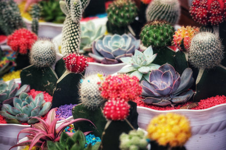A captivating scene bursts with color!  Succulents and cacti in various shades, nestled in colorful gravel, create a joyful, vibrant mood.の写真素材