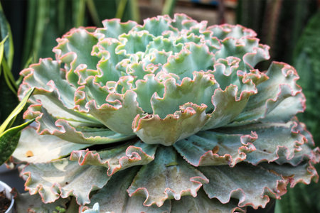 A captivating close-up reveals a ruffled Echeveria succulent, its delicate, pastel-hued leaves forming a rosette.  Soft light bathes the scene, creating a peaceful and serene mood.の写真素材
