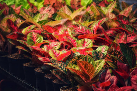 Sun-drenched aglaonema plants boast a captivating mix of red and green leaves.  Their rich hues create a vibrant, lush scene, full of life and warmth.の写真素材