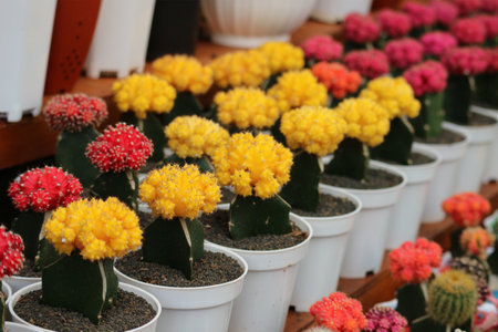 A captivating array of Gymnocalycium cacti in vibrant yellow and red, bathed in sunlight.  Their delicate, flower-like blooms create a cheerful and lively scene.の写真素材