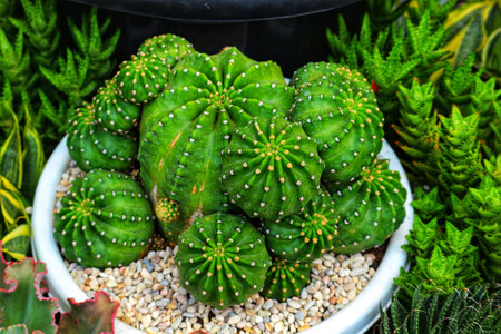 A captivating cluster of vibrant green cacti thrives in a white pot, surrounded by lush succulents.  The scene exudes a serene and tranquil atmosphere.の写真素材