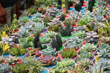 Hundreds of vibrant succulents in colorful pots create a lively, cheerful scene.  Miniature plants burst with color and texture, a captivating botanical display.の写真素材
