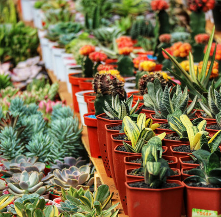 A captivating array of succulents and cacti in terracotta pots fills a sunny market stall.  Their diverse textures and colors create a lively, earthy atmosphere.の写真素材