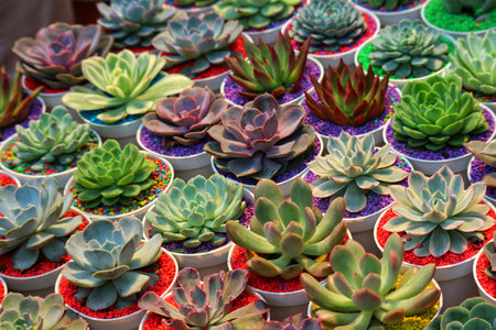 A captivating array of echeveria succulents in colorful pots, bathed in soft light.  Their varied hues and textures create a stunning, vibrant scene.の写真素材