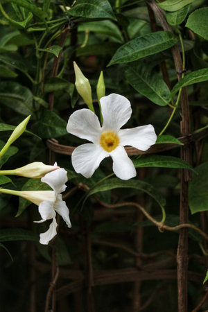 Delicate white Mandevilla flowers gracefully climb a rustic trellis, bathed in soft light. Their pristine petals and vibrant yellow centers create a tranquil, natural scene.の写真素材