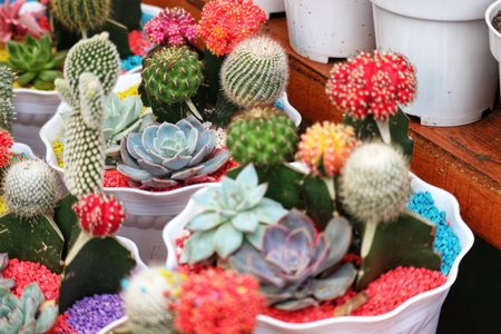 A captivating collection of cacti and succulents bursts with color in charming white pots.  Their diverse textures and bright hues create a cheerful, whimsical scene.の写真素材