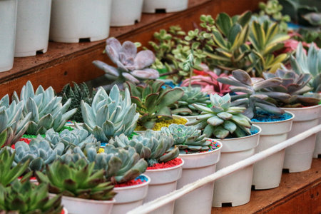A captivating row of succulents in colorful pots!  Their textures and shades create a serene, yet lively scene.  Perfect for home decor!の写真素材