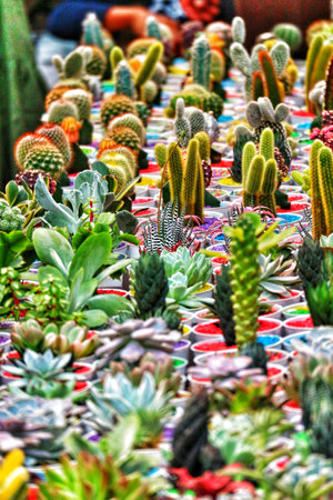 A captivating array of succulents and cacti in colorful pots.  The scene is bright, cheerful, and full of life, showcasing diverse textures and hues.の写真素材