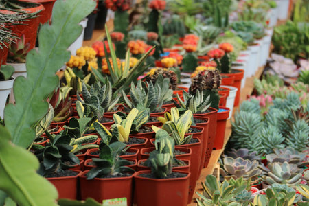 A captivating array of succulents and cacti in terracotta pots fills the frame, their textures and colors creating a lively, botanical scene. The warm tones and natural light evoke a feeling of calm and serenity.の写真素材