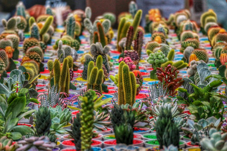 A captivating array of cacti and succulents in colorful pots, creating a lively and vibrant desert garden scene. The diverse textures and colors evoke a sense of natural beauty.の写真素材