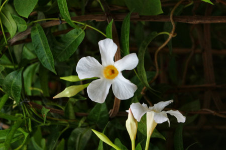 Delicate white Mandevilla flowers blossom amidst lush green foliage, creating a peaceful and enchanting garden scene. The soft light enhances the beauty of the petals.の写真素材
