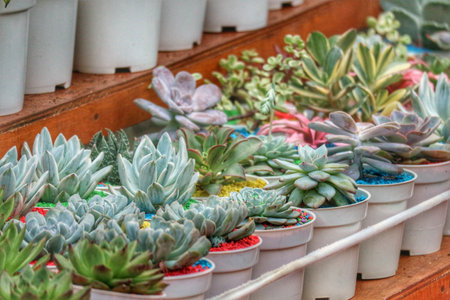 A captivating array of succulents in colorful pots creates a tranquil and vibrant scene.  Their lush green and diverse textures fill the frame, evoking a peaceful mood.の写真素材