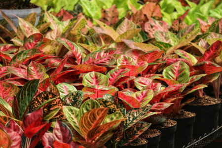 A captivating array of Aglaonema plants in rich red and green hues.  Their speckled leaves create a vibrant, lush scene, full of life and color.の写真素材