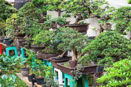A captivating row of meticulously pruned bonsai trees in brown pots, bathed in soft light, evokes a sense of peace and serenity.  Their lush green foliage creates a vibrant and calming atmosphere.の写真素材