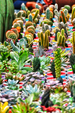 A captivating array of cacti and succulents in colorful pots creates a vibrant and lively scene.  The diverse textures and bright hues make for a stunning display.の写真素材
