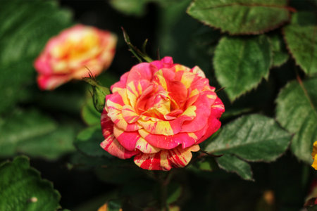 A captivating bicolor rose, its petals painted in vibrant red and yellow stripes, blossoms beautifully amidst lush green foliage.  Sunlight bathes the scene, creating a warm, enchanting ambiance.の写真素材