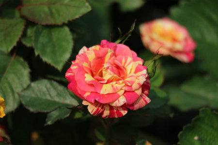 A captivating bicolor rose, painted with strokes of pink and yellow, basks in sunlight amidst lush green foliage. The scene evokes warmth and serenity.の写真素材