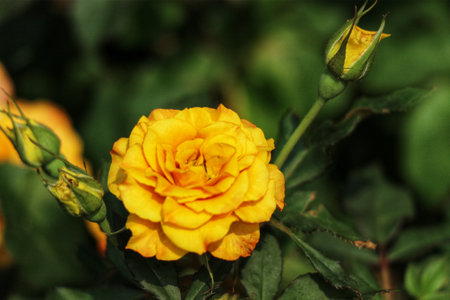 A single, sunlit golden rose blossoms beautifully, its petals softly unfurling.  Surrounding buds and lush green foliage enhance its radiant charm.  A serene and idyllic scene.の写真素材