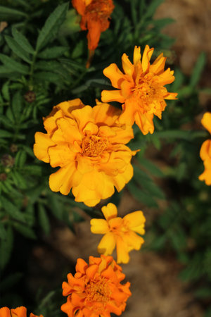Sun-drenched orange marigolds burst with color, their petals glowing against deep green foliage. A warm, joyful scene.の写真素材