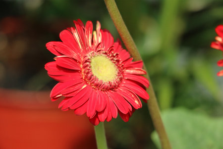 A single, sun-kissed red gerbera daisy bursts with color against a softly blurred green background. Its delicate petals create a captivating close-up, radiating warmth and natural beauty.の写真素材