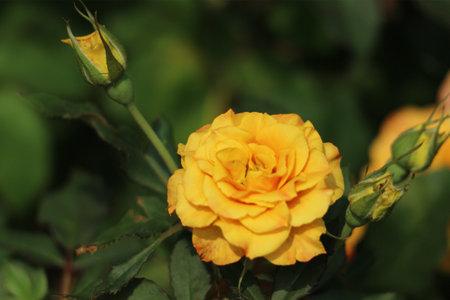 A single, vibrant yellow rose takes center stage, its petals unfurling in soft sunlight. Surrounding buds hint at more beauty to come, creating a peaceful, natural scene.の写真素材