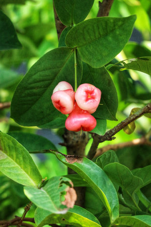 A delightful cluster of rosy water apples hangs from a vibrant green branch, bathed in sunlight. The scene is peaceful and evokes a sense of natural beauty.の写真素材