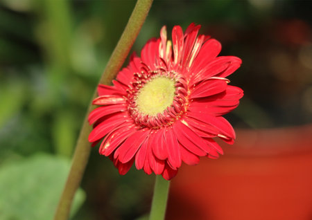 A single, vivid red gerbera daisy basks in sunlight, its petals unfurling in a captivating display.  The soft, blurred background accentuates the flower's vibrant beauty and delicate details. A cheerful, natural scene.の写真素材