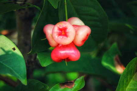 A cluster of rose apples, their pink hues glowing, hangs delicately from a vibrant green leaf.  The scene evokes a tropical, serene mood.の写真素材